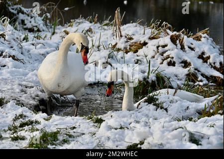 Kent, Großbritannien. 14/12/2022, Ein Paar stumme Schwäne (Cygnus olor) suchte nach Essen an den schneebedeckten Ufern des Flusses Cray. Foots Cray Meadows, Naturschutzgebiet, Sidcup. Stockfoto