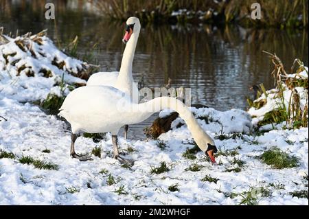 Kent, Großbritannien. 14/12/2022, Ein Paar stumme Schwäne (Cygnus olor) suchte nach Essen an den schneebedeckten Ufern des Flusses Cray. Foots Cray Meadows, Naturschutzgebiet, Sidcup. Stockfoto