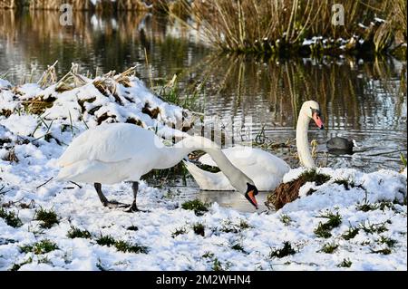 Kent, Großbritannien. 14/12/2022, Ein Paar stumme Schwäne (Cygnus olor) suchte nach Essen an den schneebedeckten Ufern des Flusses Cray. Foots Cray Meadows, Naturschutzgebiet, Sidcup. Stockfoto