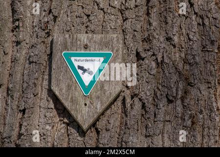 Ein Naturdenkmal auf einem alten Baum, Deutschland Stockfoto