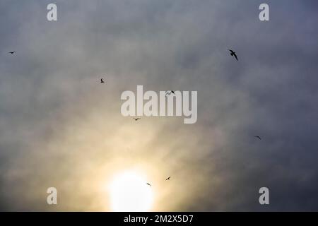 Möwen, die am Himmel fliegen, gegen eine bewölkte Sonne, Gewitter nähert sich, Mecklenburg-Vorpommern, Deutschland Stockfoto