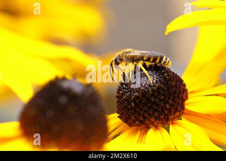 Europäischer bienenwolf (Philanthus triangulum), auf der Blüte einer gelben Kegelblume (Echinacea paradoxa), Nordrhein-Westfalen, Deutschland Stockfoto