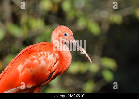 Roter Sickler oder Scharlachibises (Eudocimus ruber), Vorkommen in Südamerika, in Gefangenschaft, Hessen, Deutschland Stockfoto