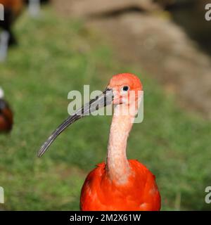 Roter Sickler oder Scharlachibises (Eudocimus ruber), Vorkommen in Südamerika, in Gefangenschaft, Hessen, Deutschland Stockfoto