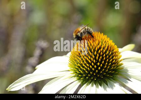 Gemeine Karderbiene (Bombus pascuorum), auf dem Weißen Koneflower (Echinacea purpurea Alba) eines Weißen Koneflusses, Wilden, Nordrhein-Westfalen, Deutschland Stockfoto