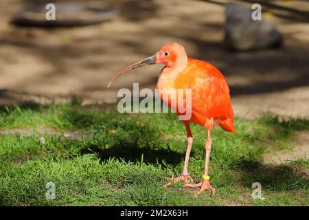 Roter Sickler oder Scharlachibises (Eudocimus ruber), Vorkommen in Südamerika, in Gefangenschaft, Hessen, Deutschland Stockfoto