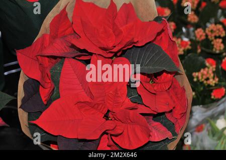Dnischer weihnachtsstern -Fotos und -Bildmaterial in hoher Auflsung   Alamy