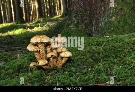 Shaggy scalycap (Pholiota squarrosa) auf mossigem Boden im Fichtenwald (Picea) Allgaeu, Bayern, Deutschland Stockfoto