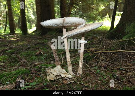 Sonnenschirm oder gewöhnlicher Riesenschirmpilz (Macrolepiota procera), der neben dem alten europäischen Reh (Capreolus capreolus) Allgaeu, Bayern, Deutschland wächst Stockfoto