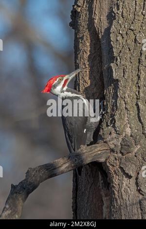 Ein Pileated Woodpecker sucht in einer Eiche nach Essen. Stockfoto