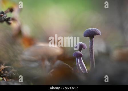 Amethystischer Betrüger (Laccaria amethystina), drei fruchtbare Körper mit wunderschönem Lichtspiel auf dem Waldboden, Brachter Wald Naturschutzgebiet, Norden Stockfoto