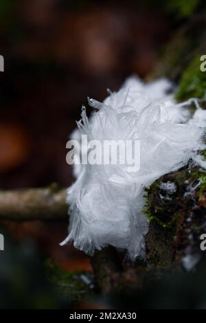 Haareis auf Totholz mit Moos, seltenes Naturphänomen durch winteraktive Pilze, Velbert, Nordrhein-Westfalen, Deutschland Stockfoto