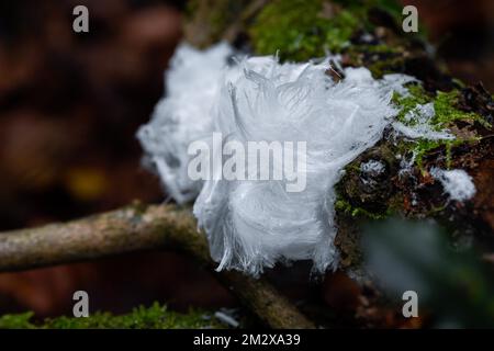 Haareis auf Totholz mit Moos, seltenes Naturphänomen durch winteraktive Pilze, Velbert, Nordrhein-Westfalen, Deutschland Stockfoto