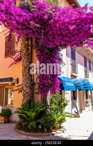 Fußgängerzone von Azzurro mit violettem Bougainvillea (Bougainvillea) Busch Porto Azzurro, Elba, toskanischem Archipel, Toskana, Italien Stockfoto