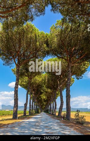 Kiefernwälder, in der Nähe von Castagneto Carducci, Toskana, Italien Stockfoto