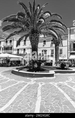 Palmen (Arecales) auf der Piazza Giacomo Matteotti, Schwarzweißfoto, Porto Azzurro, Elba, toskanische Inselgruppe, Toskana, Italien Stockfoto