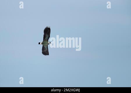 Verfallender (Vanellus vanellus) adulter Vogel im Flug, Norfolk, England, Großbritannien Stockfoto