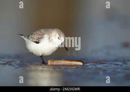 Sanderling (Calidris alba) ausgewachsener Vogel im Winter Gefieder an einem Strand mit einer Rasiermuschel, Norfolk, England, Vereinigtes Königreich Stockfoto