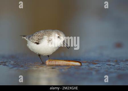 Sanderling (Calidris alba) ausgewachsener Vogel im Winter Gefieder an einem Strand, Fütterung auf einer Rasiermuschel, Norfolk, England, Großbritannien Stockfoto