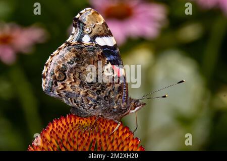 Admiral-Schmetterling mit geschlossenen Flügeln, der auf Orangenblüten sitzt und nach rechts schaut Stockfoto