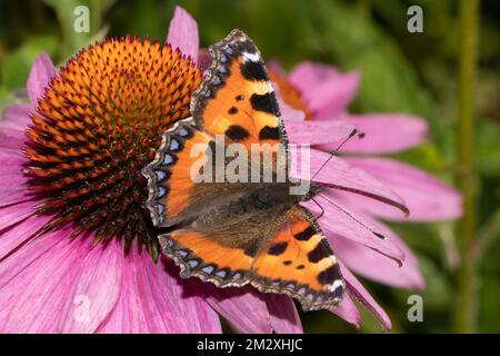 Small fox butterfly with open wings sitting on red flower sucking right seeing Stock Photo