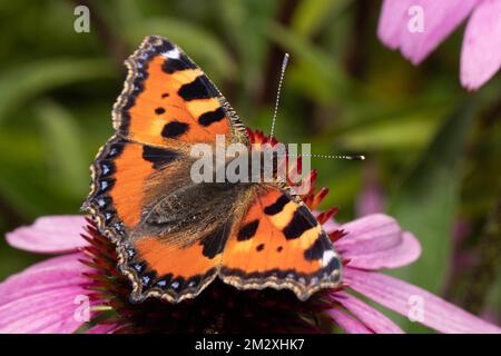 Kleiner Fuchs-Schmetterling mit offenen Flügeln, der auf einer orangefarbenen Blume sitzt und nach rechts schaut Stockfoto