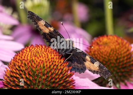 Kleiner Fuchsschmetterling mit offenen Flügeln, der auf Orangenblüten sitzt und von vorne aussieht Stockfoto