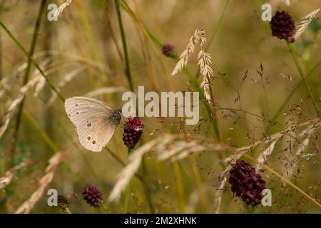 Schornsteinfeger, brauner Waldvogel Schmetterling mit geschlossenen Flügeln, sitzt auf dunkelroten Blüten und sieht nach rechts Stockfoto