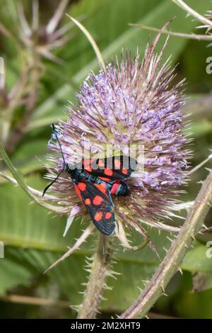 Sechs-Punkte-Widder-Schmetterling, hoch oben auf einer violetten Blume, links zu sehen Stockfoto