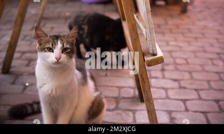 Straßenkatzen aus Marrakesch, Marokko. Lokale Hauskatze auf dem Markt Stockfoto