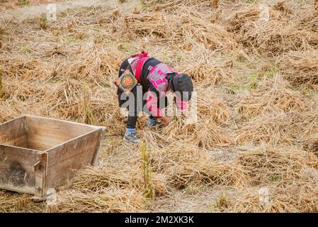 Ältere Frau sammelt trockenes Gras auf dem Feld. China. Stockfoto