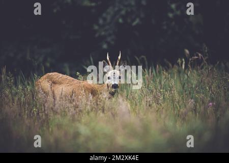 Rotwild (Capreolus capreolus), männlich, stehend, Wiese, podkarpackie, Polen Stockfoto