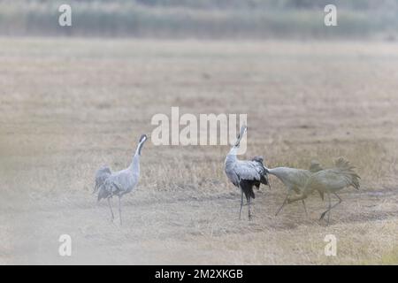 Grus grus Common european Crane Fütterung auf Reisfeldern in Südfrankreich Stockfoto