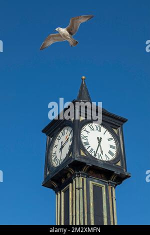 Seegras (Laridae) im Flug, Uhrturm, Palace Pier, Brighton, East Sussex, England, Vereinigtes Königreich Stockfoto