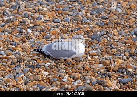 Seagull (Laridae) on Shingle Beach, Brighton, England, Vereinigtes Königreich Stockfoto