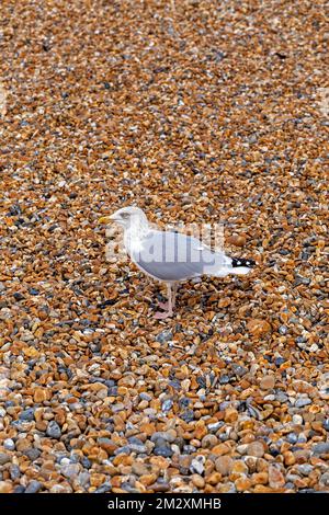 Seagull (Laridae) on Shingle Beach, Brighton, England, Vereinigtes Königreich Stockfoto