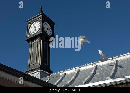 Seegras (Laridae) im Flug, Uhrturm, Palace Pier, Brighton, East Sussex, England, Vereinigtes Königreich Stockfoto