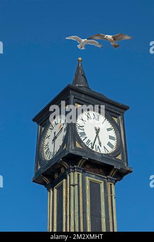 Seegras (Laridae) im Flug, Uhrturm, Palace Pier, Brighton, East Sussex, England, Vereinigtes Königreich Stockfoto