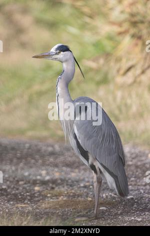 Graue Heron Ardea cinerea spiegelt sich in einem Teich oder in Frankreich Stockfoto