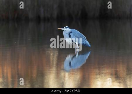 Graue Heron Ardea cinerea spiegelt sich in einem Teich oder in Frankreich Stockfoto