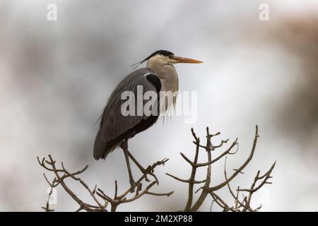 Graue Heron Ardea cinerea spiegelt sich in einem Teich oder in Frankreich Stockfoto