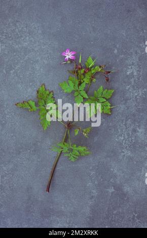 Stiel frischer grüner Blätter und einzelne rosa Blume von Herb robert oder Geranium robertianum auf Schiefer Stockfoto