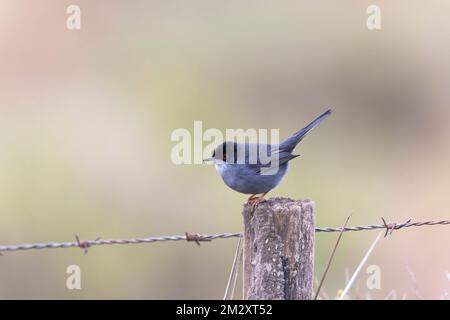 Sardinischer Strucker Curruca melanocephala auf Zaun oder Zweig Stockfoto