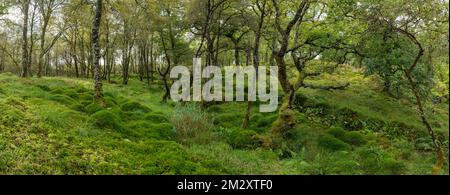 Oakwood, Ariundle Oakwood National Nature Reserve, Strontian, Schottland, Großbritannien Stockfoto