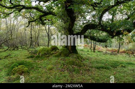 Oakwood, Ariundle Oakwood National Nature Reserve, Strontian, Schottland, Großbritannien Stockfoto