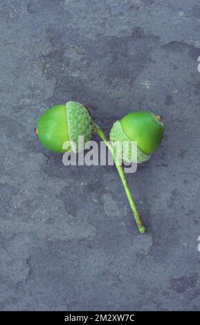 Ein Paar frische grüne Akopren und Becher auf einem Stiel englischer Eiche oder Quercus robur, die auf grauem Schiefer liegen Stockfoto