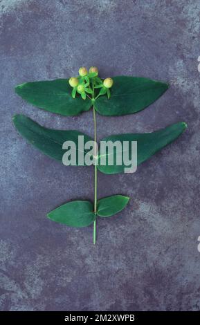 Stamm aus Johanniskraut oder Tutsan oder Hypericum androsaemum mit fünf unreifen Beeren, die auf grauem Schiefer liegen Stockfoto