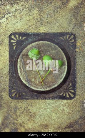 Drei frische grüne Aprns in ihren Bechern auf Stämmen aus englischer Eiche oder Quercus robur, die auf einer befleckten Metallplatte liegen Stockfoto