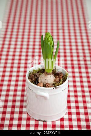 The common hyacinth (Hyacinthus orientalis) on a red Christmas cloth. Stock Photo