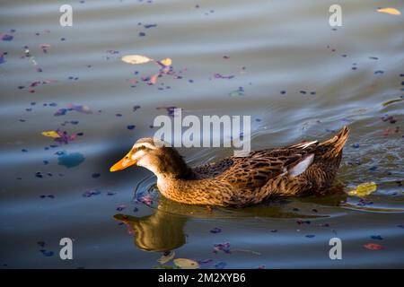 Einsame Ente schwimmen in der Mitte des Teiches Stockfoto